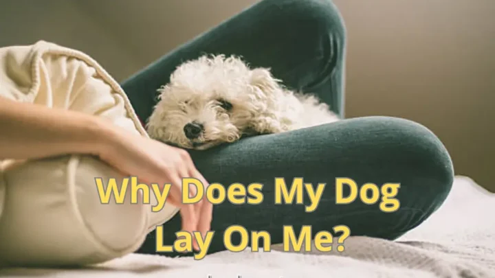 7 Reasons Why Does My Dog Lay On Me?