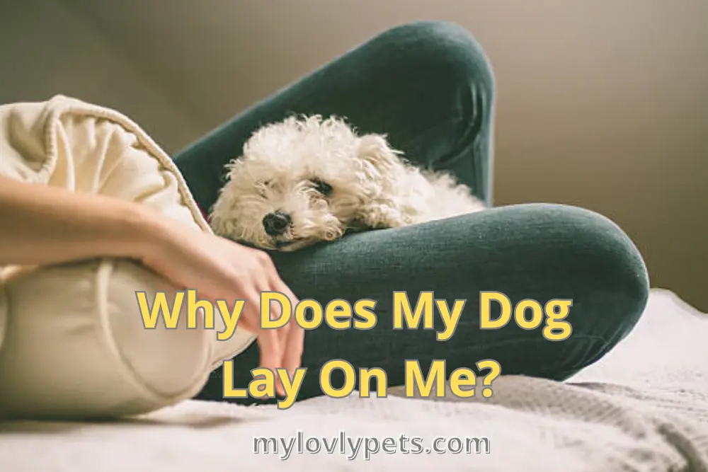 why-does-my-dog-lay-on-me-here-are-12-reasons-big-bang-paws