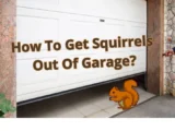 How To Get Squirrels Out Of Garage?