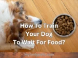 How To Train Your Dog To Wait For Food?( 3 Proven Method)