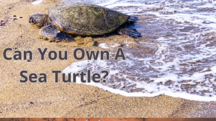 Can You Own A Sea Turtle? Amazing Facts