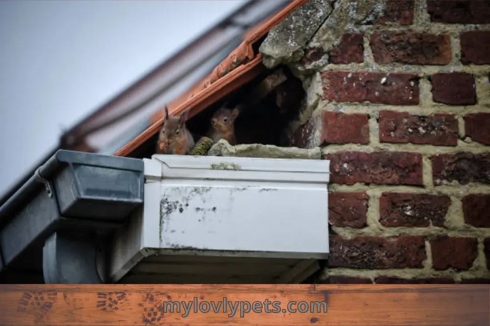 How long can a squirrel live trapped in a chimney?
