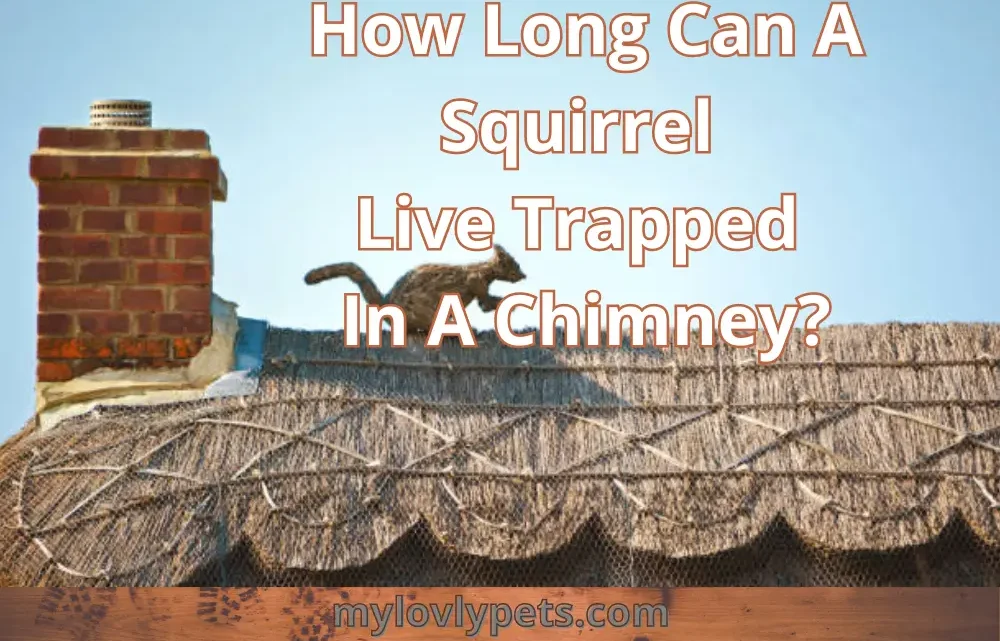 How Long Can A Squirrel Live Trapped In A Chimney?