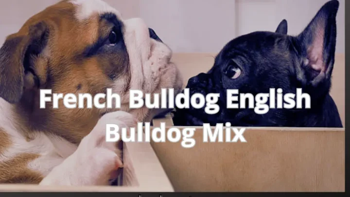 Amazing French Bulldog Mixed With English Bulldog