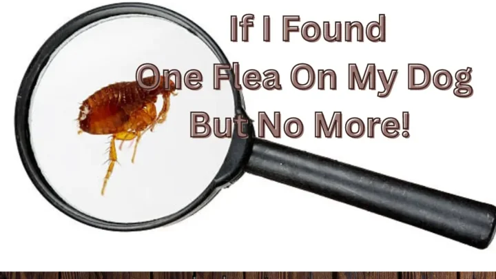 If I Found One Flea On My Dog But No More! What Is Solution