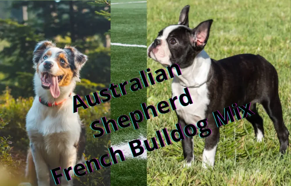 Australian Shepherd French Bulldog Mix: A Unique Breed Australian Shepherd French Bulldog Mix: A Unique Breed
