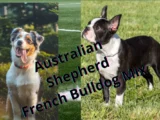 Australian Shepherd French Bulldog mix