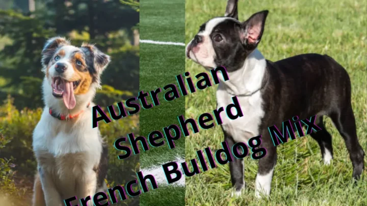 Australian Shepherd French Bulldog Mix: A Unique Breed