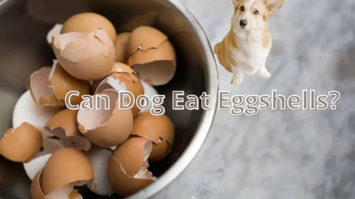 Can Dog Eat Eggshells? Read Before You Feed