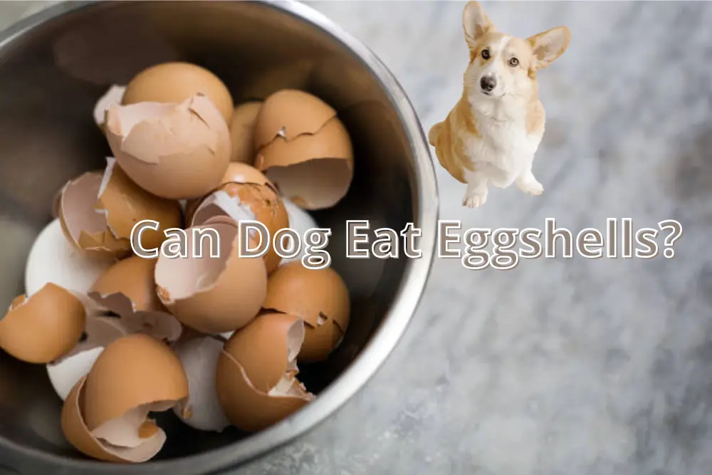 Can Dog Eat Eggshells? Read Before You Feed