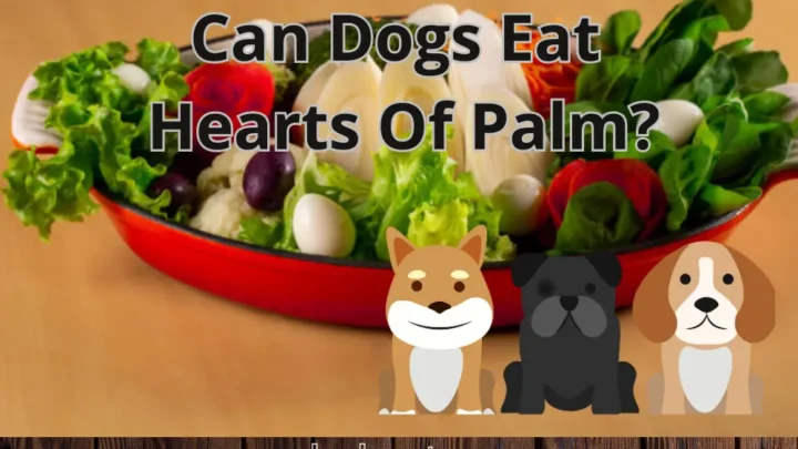 Can Dogs Eat Hearts Of Palm? Read Before Feed
