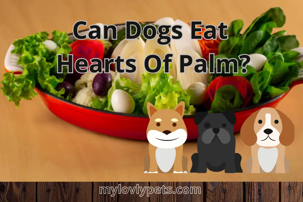 Can Dogs Eat Hearts Of Palm? Read Before Feed