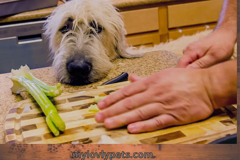 Can Dogs Have Asparagus Raw Or Cooked?