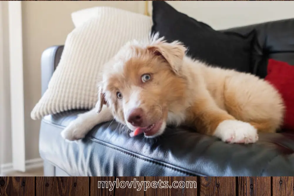Why Do My Dog Lick My Pillow?
