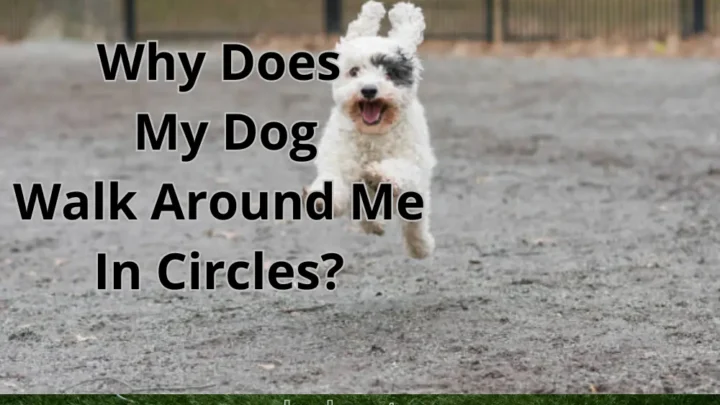 Why Does My Dog Walk Around Me In Circles?