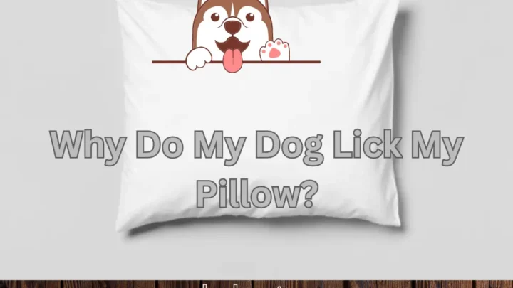 Why Do My Dog Lick My Pillow? (And How to Stop Doing It!)