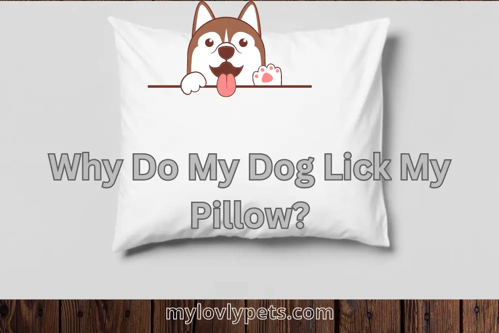 Why Do My Dog Lick My Pillow? (And How to Stop Doing It!)