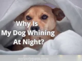 Why is My Dog Whining at Night?