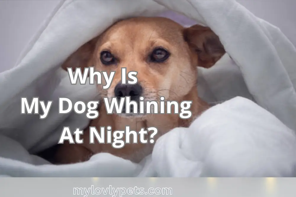 why-is-my-dog-whining-at-night-reasons-explained