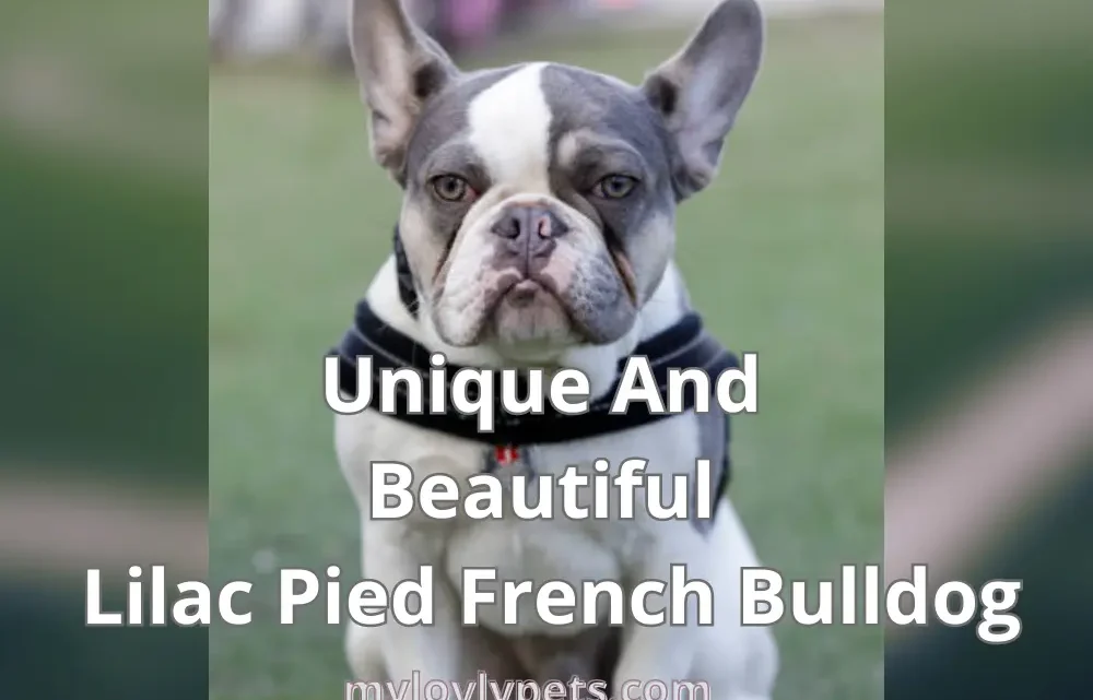 Unique And Beautiful Lilac Pied French Bulldog Unique And Beautiful Lilac Pied French Bulldog