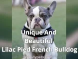 Unique And Beautiful Lilac Pied French Bulldog