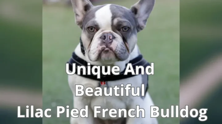 Unique And Beautiful Lilac Pied French Bulldog