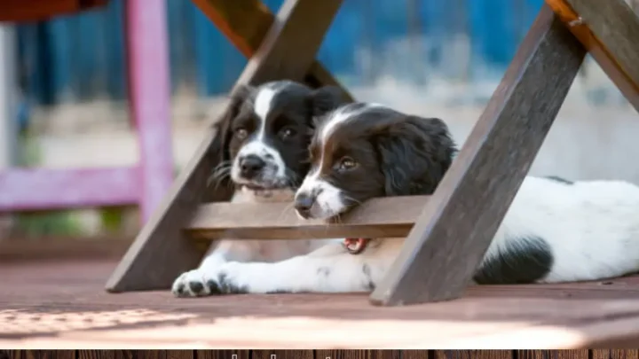 How To Get My Dog To Stop Eating Wood?