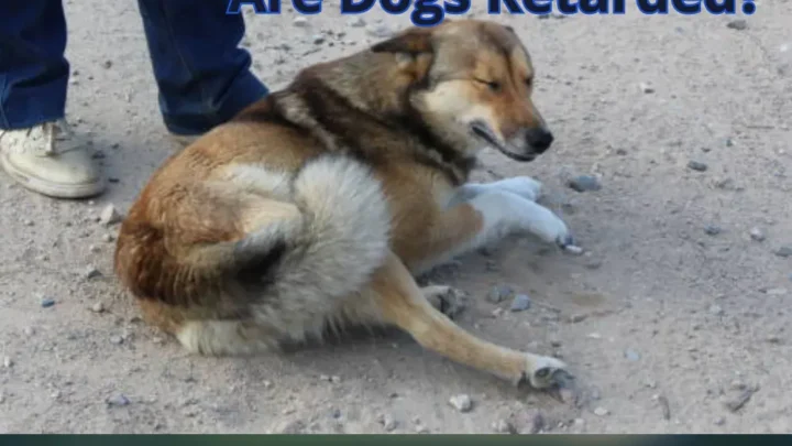 Are Dogs Retarded? Exploring Canine Intelligence