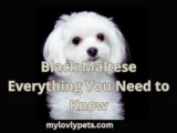 Black Maltese puppies are not purebred.
