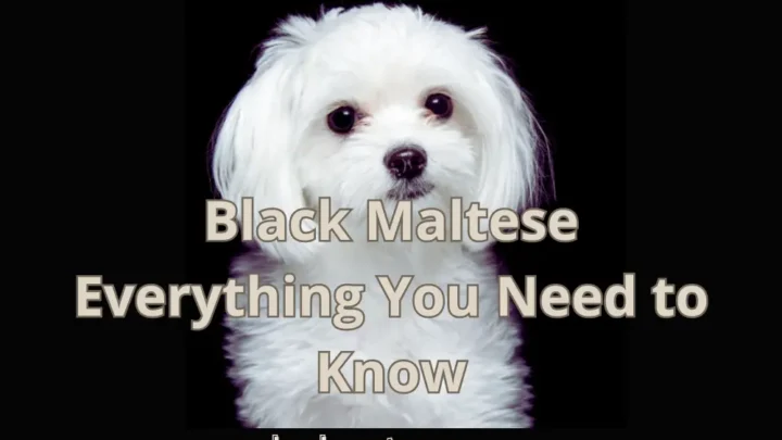 Black Maltese: Everything You Need To Know