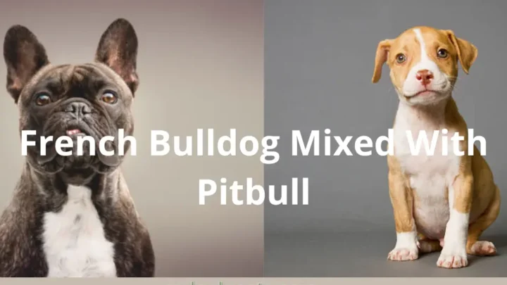 Amazing French Bulldog Mixed With Pitbull
