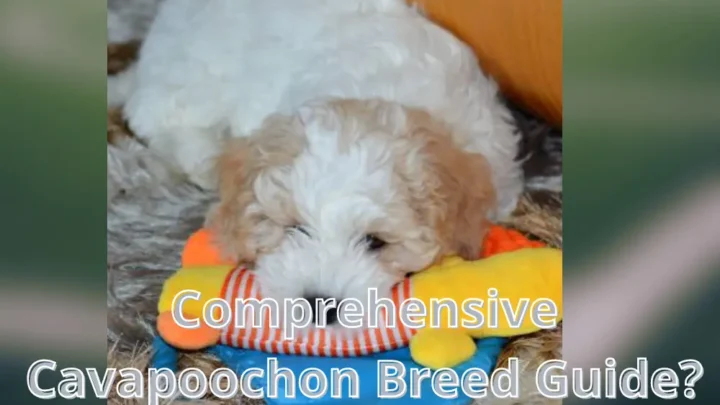 Comprehensive Cavapoochon Breed Guide
