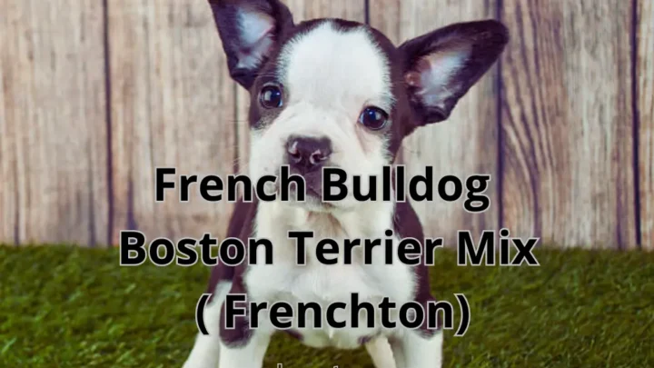French Bulldog Boston Terrier Mix/ Designer Dog Breed