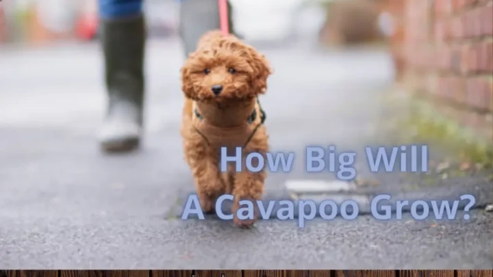 How Big Will A Cavapoo Grow?