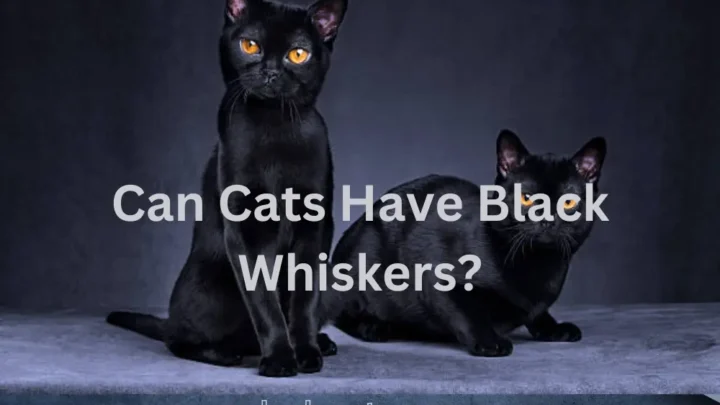 Can Cats Have Black Whiskers? (Unveiling the Mystery)