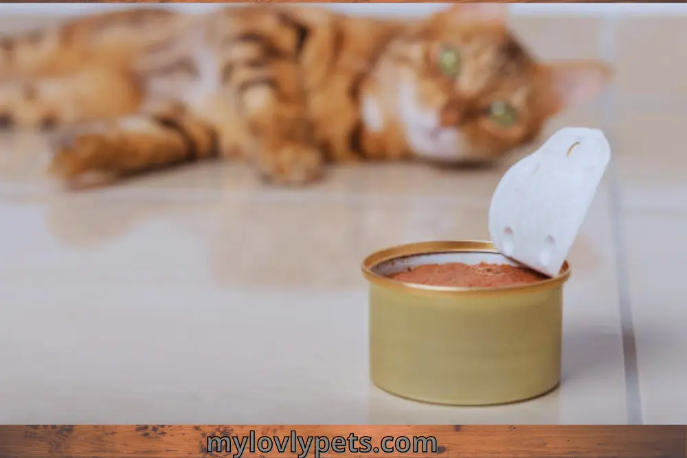 What Is Pate Cat Food Why Your Cat Loves It!