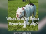 tri-color American Bully