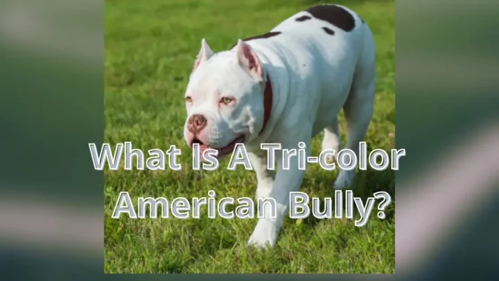 Tri Color American Bully: Exploring Their Beauty and Personality