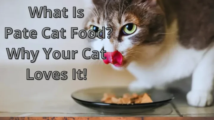 What Is Pate Cat Food? Why Your Cat Loves It!