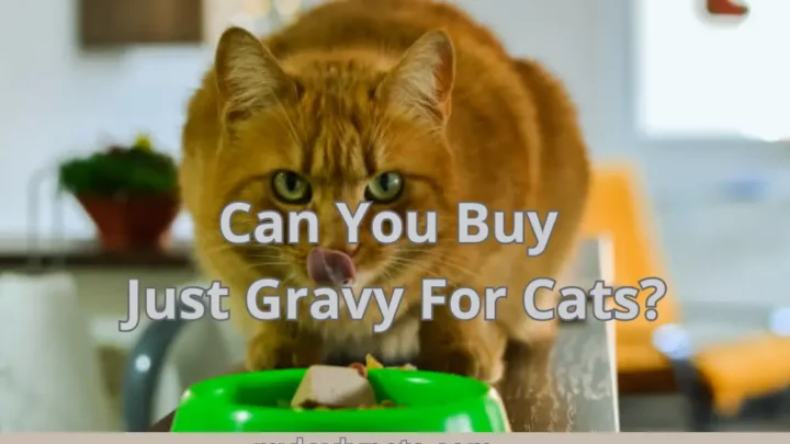 Just Gravy for Cats: Can You Buy It?