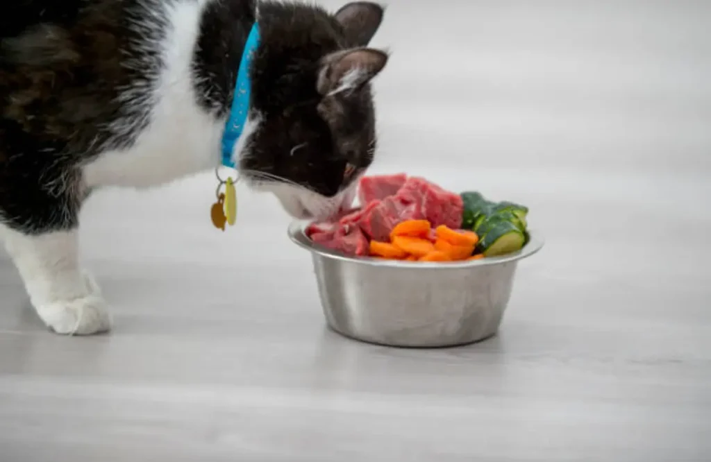 Is It Ok for My Cat to Only Eat Dry Food? Health Risks and Expert Advice