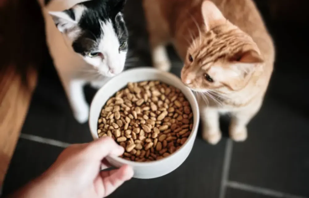Is It Ok for My Cat to Only Eat Dry Food? Health Risks and Expert Advice Is It Ok for My Cat to Only Eat Dry Food? Health Risks and Expert Advice