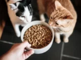 Is It Ok for My Cat to Only Eat Dry Food?