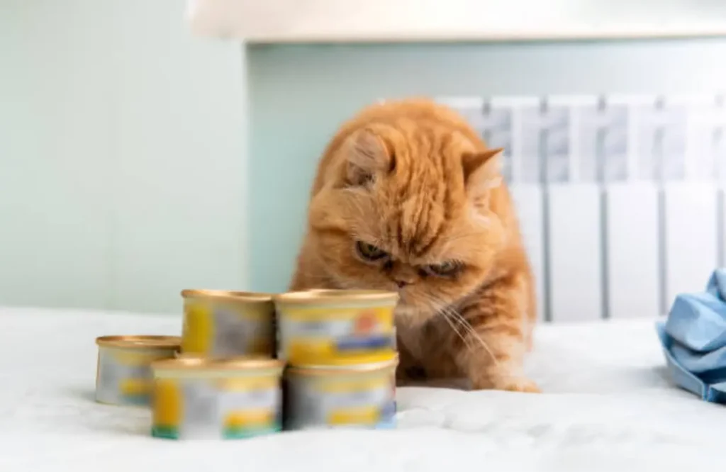 Is It Ok for My Cat to Only Eat Dry Food? Health Risks and Expert Advice