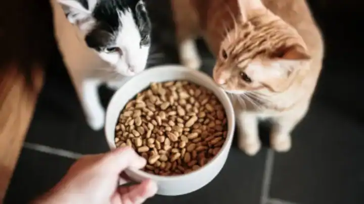 Is It Ok for My Cat to Only Eat Dry Food? Health Risks and Expert Advice