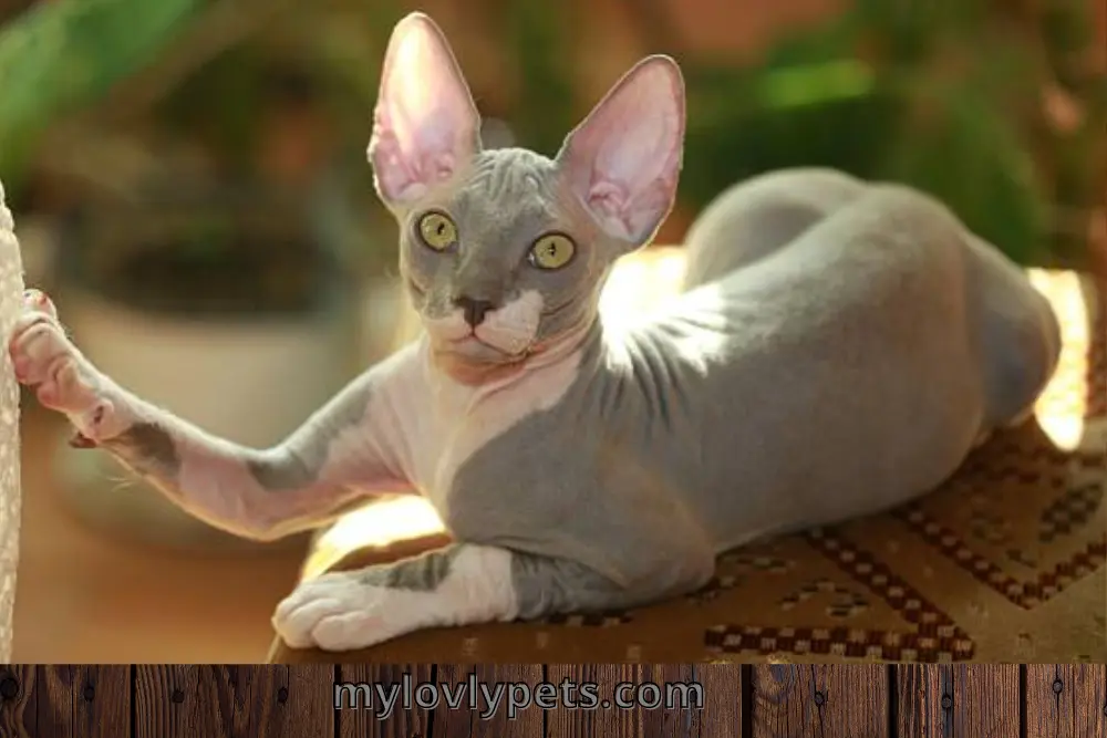 Meet the adorable Sphynx cat with a big nose! / Cats with Big Noses/ cats with wide nose bridge