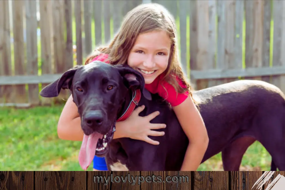 Corgi Great Dane mix is an exceptional companion dog.