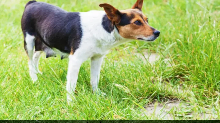 Why Have My Dog’s Nipples Enlarged? (Complete Guide for Worried Pet Parents)