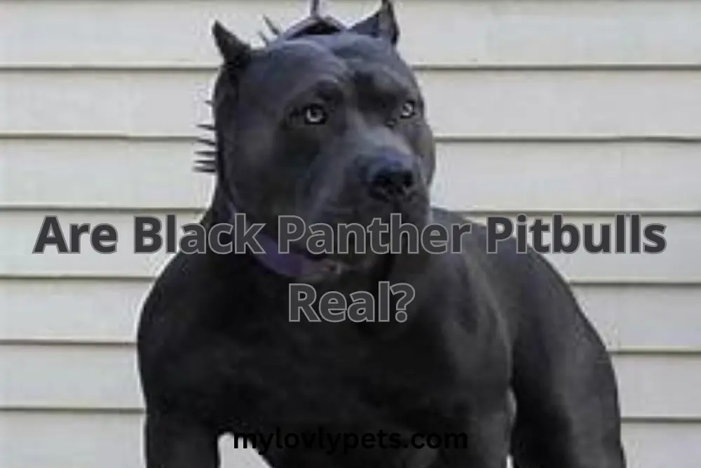 Are Black Panther Pitbulls Real? Unveiling the Truth