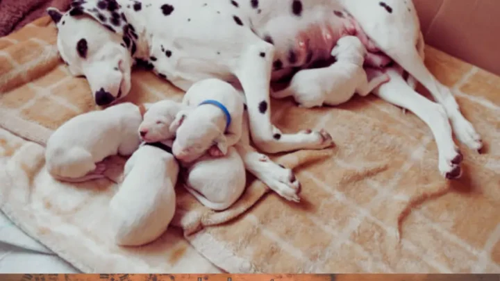 Redness Around Dog Nipple: Causes, Symptoms, and Treatments | Vet-Approved Guide